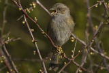Dunnock 